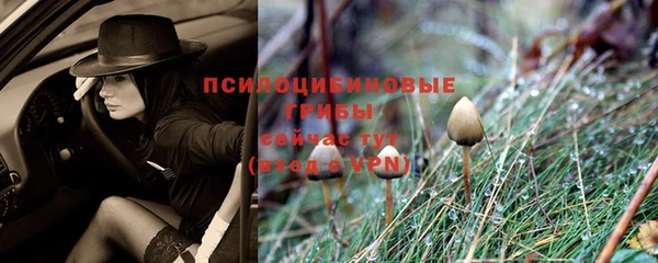 PSILOCYBIN Армянск